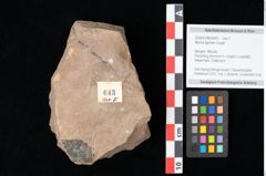 Foto (Objekt + Etikett) von Myrica lignitum Unger (NHMW-GEO-2024-0188-0643)
